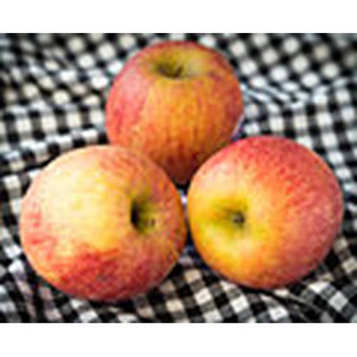 Picture of APPLES FUJI 88 CT