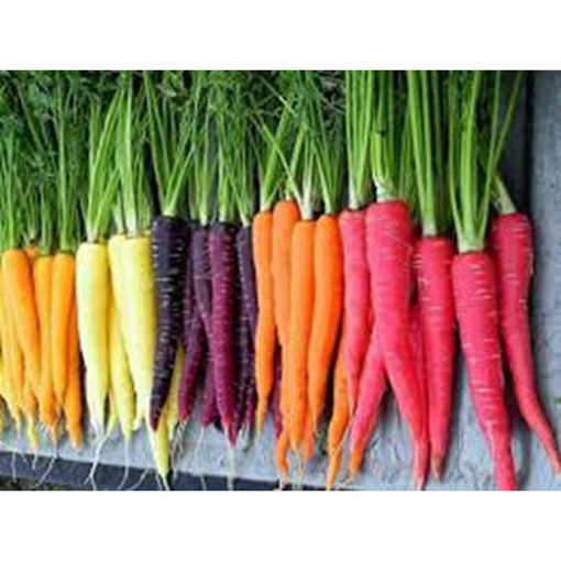 Picture of CARROTS RAINBOW 25# SACK