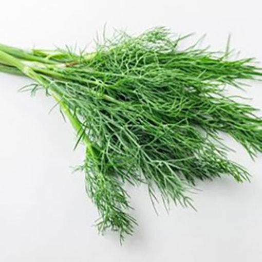 Picture of HERB DILL FRESH 1 LB