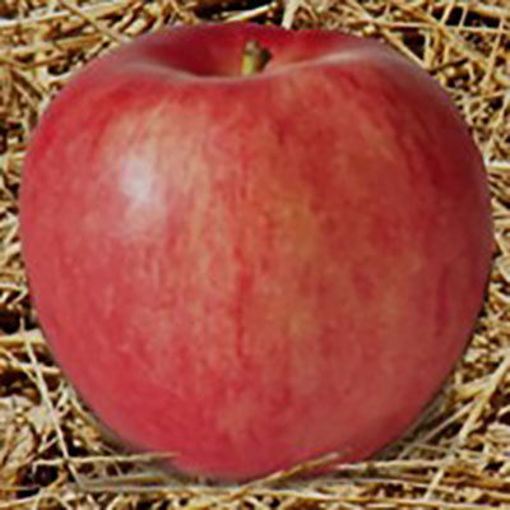 Picture of APPLES RED WEDGE DRY FRESH