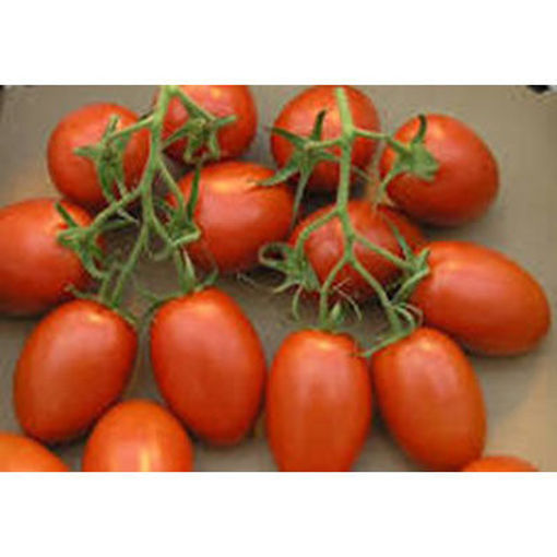 Picture of TOMATOES ROMA #1
