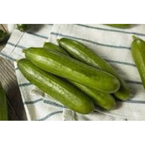 Picture of CUCUMBER PERSIAN SEEDLESS HH