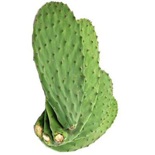 Picture of CACTUS LEAVES CLEAN WHOLE NOPALES